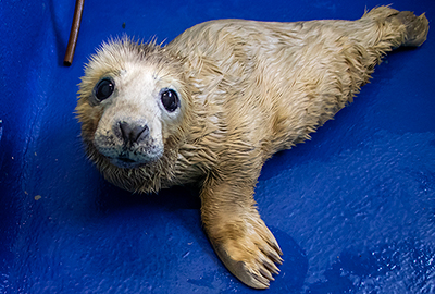 Rescued seal pup